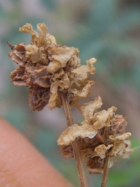 Sanguisorba minor